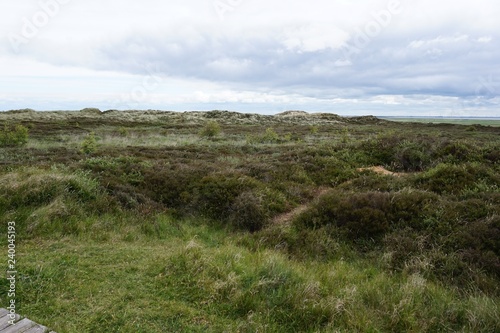 Heidelandschaft auf Sylt - Nordsee Deutschland