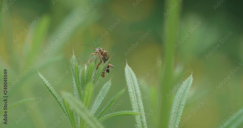hand hold shoot small bug on yellow flower in summer garden hand hold shoot small bug on yellow flower in summer garden