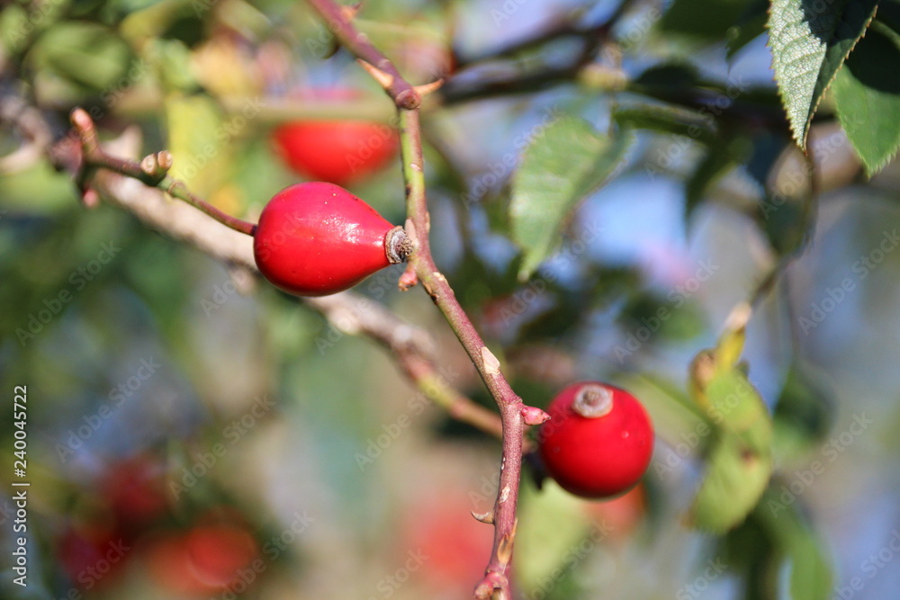 Obraz premium Hagebutten 