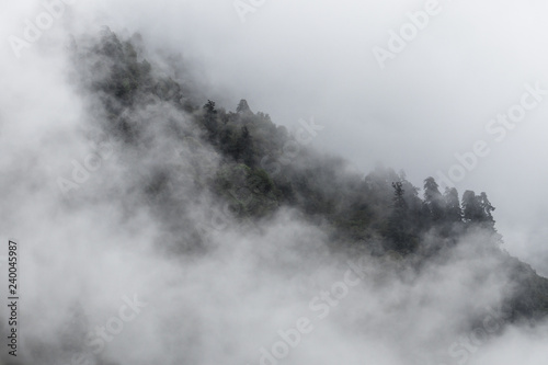 Cloudy forest on the mountain slope