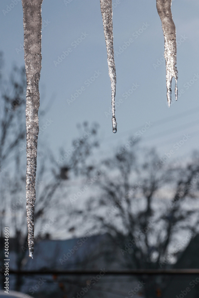 Obraz premium Icicles hang from roof eaves, melting. Danger of falling ice and