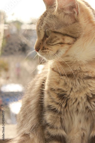 Gato mirando a lo lejos