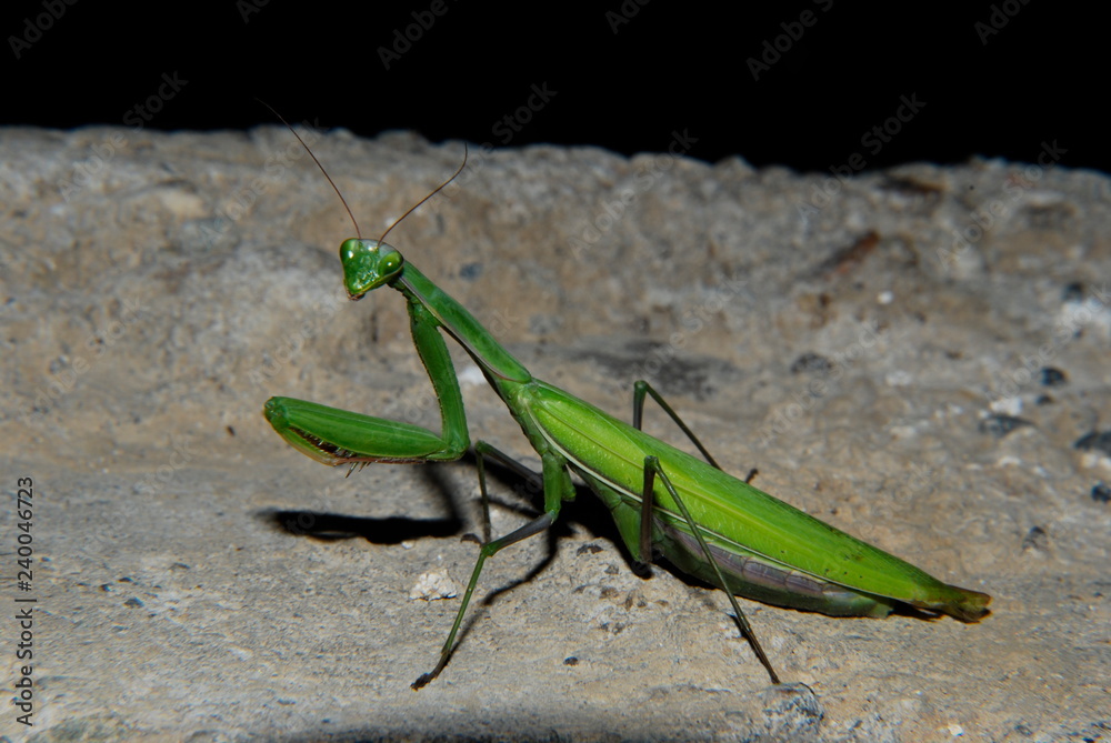 Praying mantis in natural habitat, macrophotography. Praying mantis in natural habitat, macrophotography.