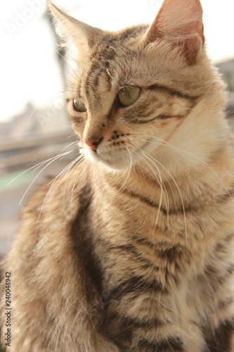 gato tabby closeup mirando a lo lejos