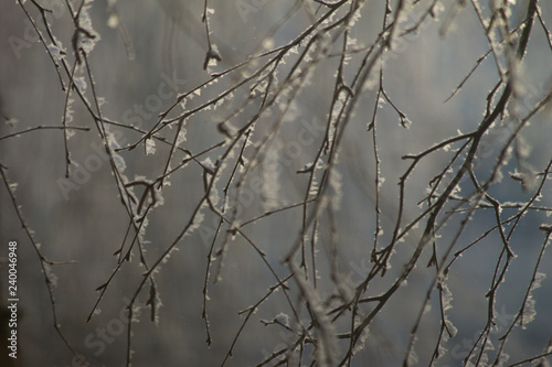branches in snow