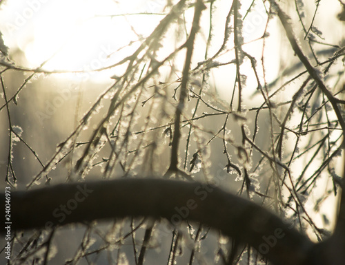 branches of a tree in winter