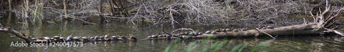 Foto Plethora of Turtles