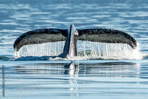 Buckelwal in Alaska