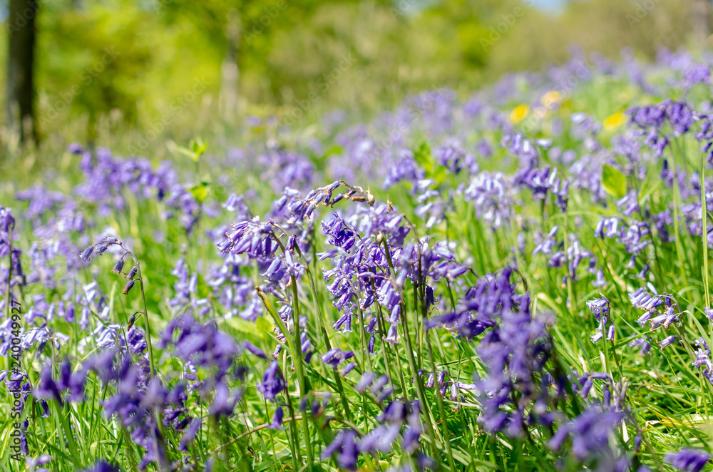 Obraz premium Selective focus of common bluebells growing in spring