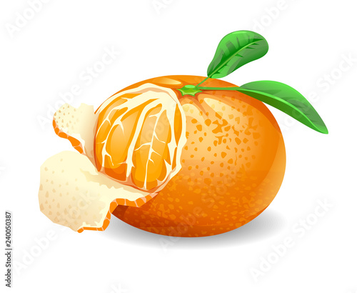 cartoon vector of a mandarin orange