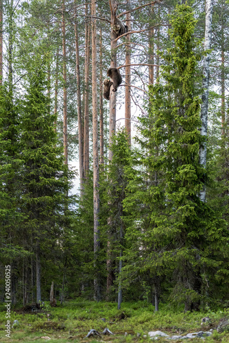 Bären im Baum