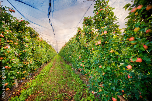 Apple trees in an orchard, with red apples ready for harvest. Trentino, Bolzano. Italy