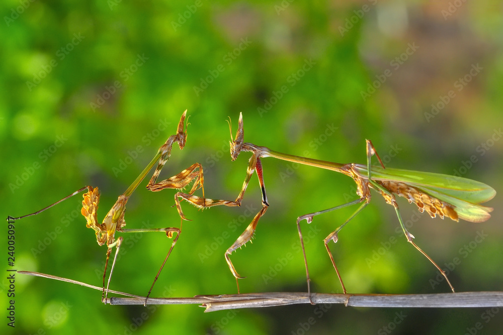 Mantis from family Sphondromantis lurking on the green leaf Mantis from family Sphondromantis lurking on the green leaf