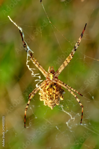 Spider on a spider web- Stock Image