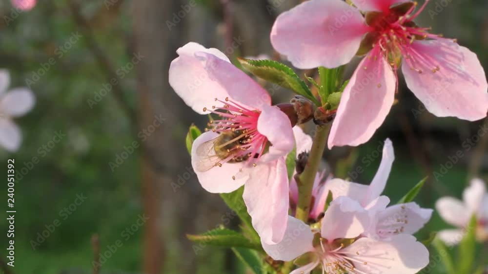 Bee collects nectar on a peach tree flower on sunny spring day