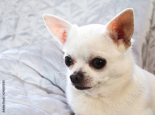 White chihuahua portrait of face