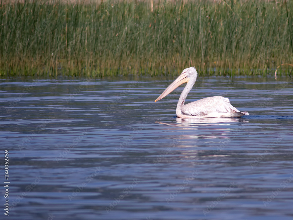 A pelican swimming at the Lake Skadar / Montenegro A pelican swimming at the Lake Skadar / Montenegro