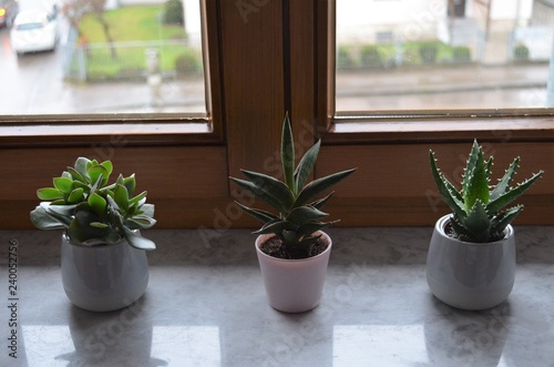 three cactus plants on a windowsill in a row as decoration inspiring idea for the bedroom © Nina