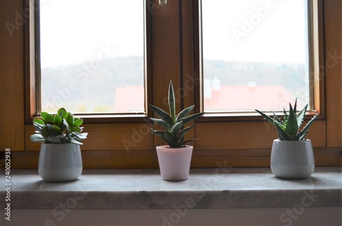 three green cactus plants on a windowsill in a row as decoration inspiring idea for the bedroom at home