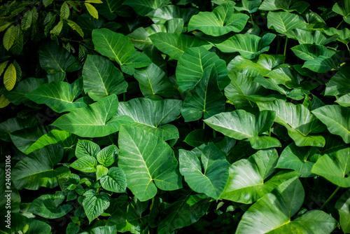 tropical leaves green background