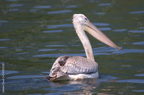 A pelican swimming at the Lake Skadar / Montenegro