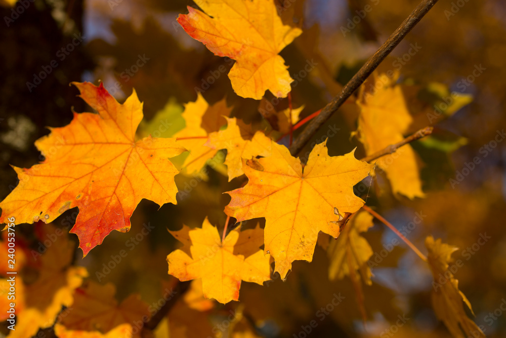 Fire leaves on the branches of trees. Autumn landscape. Planting maples. Trees shed their leaves. Fire leaves on the branches of trees. Autumn landscape. Planting maples. Trees shed their leaves.