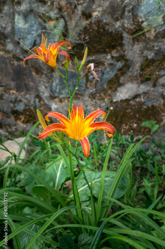 Wild orange lily flowers in nature wiht a wall in the background