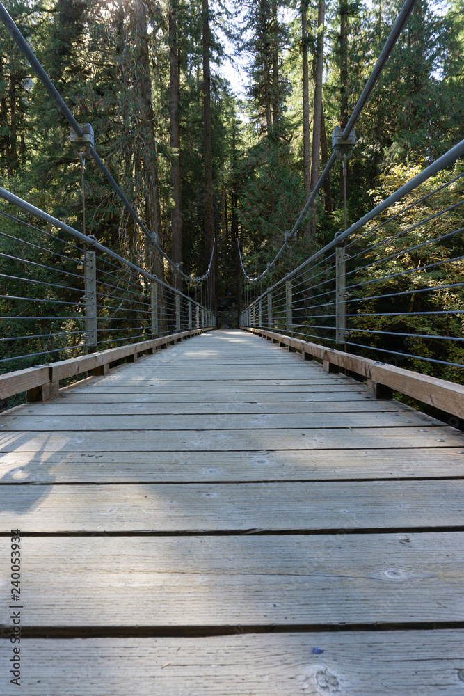 Bridge in Forest