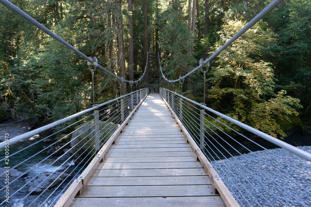 Bridge in Forest