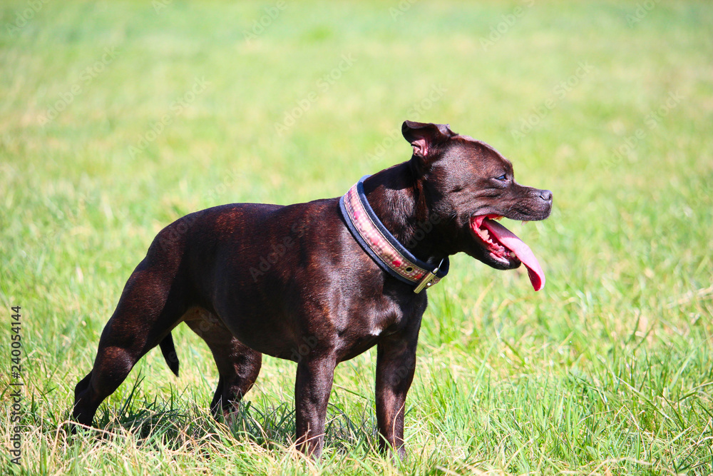 Staffordshire Bullterrier glücklich in der Sonne