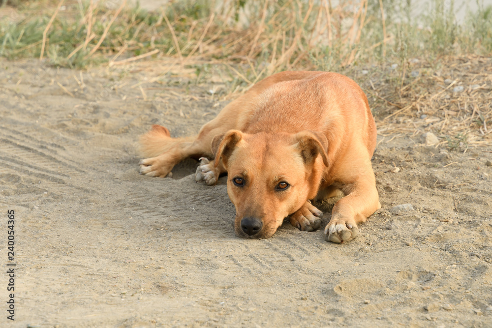 Red stray dog lying on the sand sadly looking somewhere