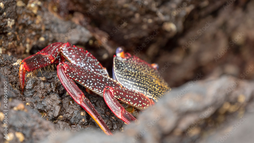 Sally Lightfoot Red Crab Sally Lightfoot Red Crab