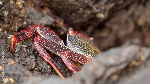 Sally Lightfoot Red Crab © vforvictory