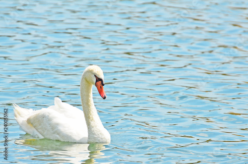 Closeup with room for copy of elegant white mute swan floating on turquoise rippled water with bright orange bill or beak bordered with black, long neck and detailed feathers.