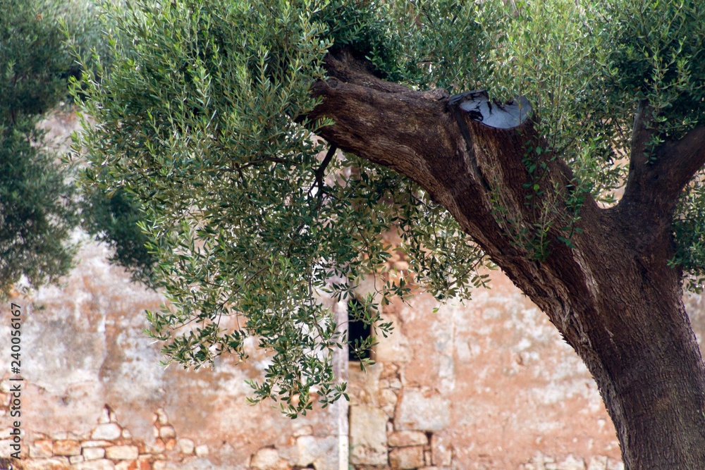 Obraz premium Panorami tra Turi e Putignano (Puglia)