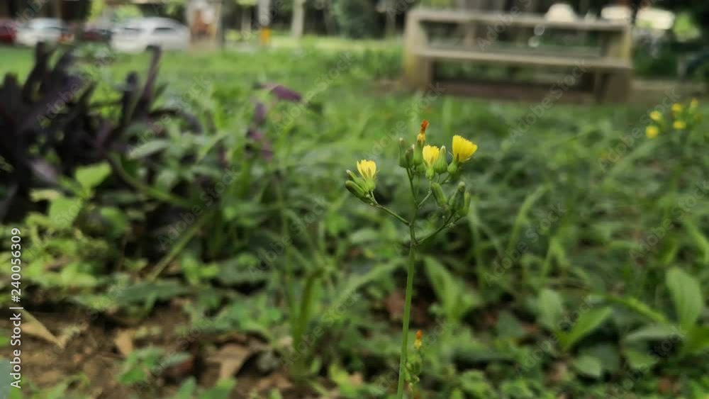 Small yellow flowers balancing with the wind in a green park. Small yellow flowers balancing with the wind in a green park.