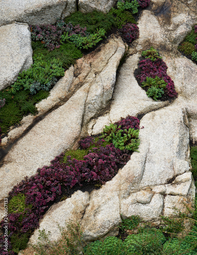 Vegetation set within rocks