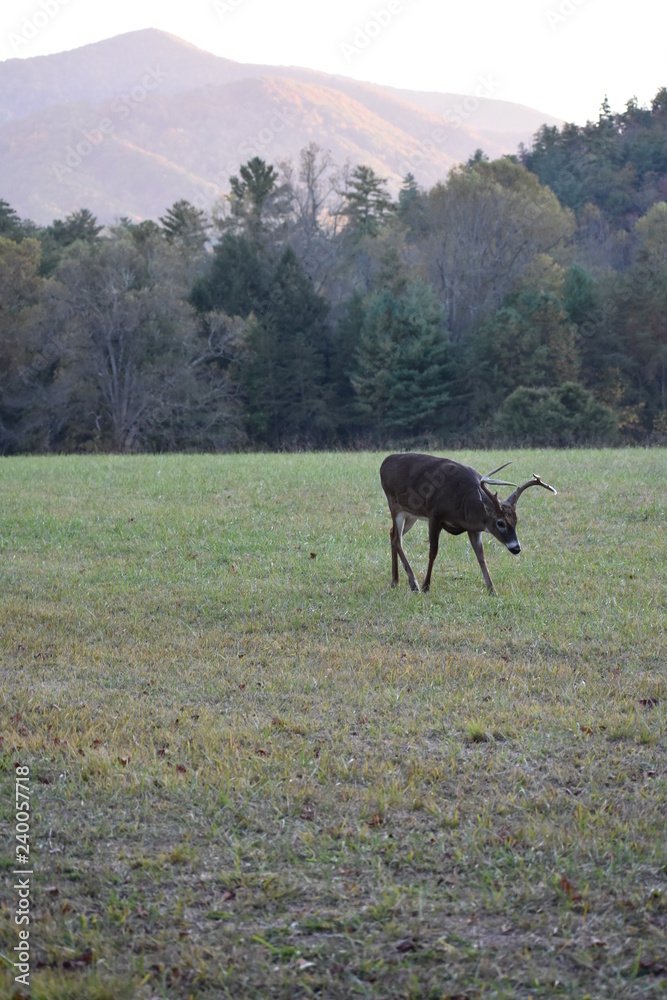 Naklejka premium Smoky Mountains