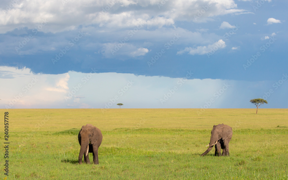 Obraz premium Elephants Masai Mara