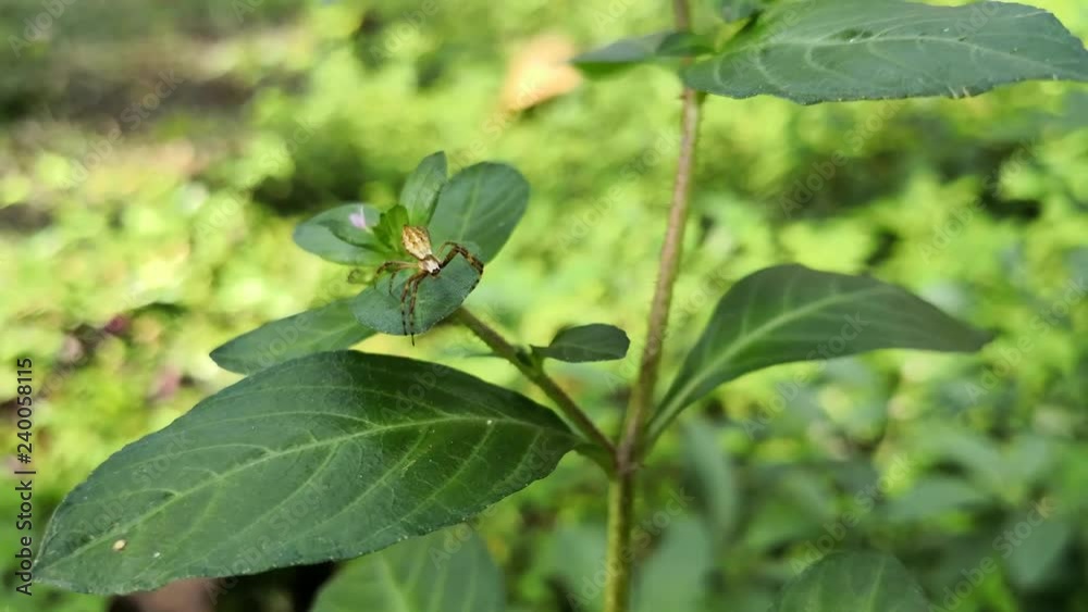 Small brown orb weaver spider over the green leaf of a wild plant Small brown orb weaver spider over the green leaf of a wild plant
