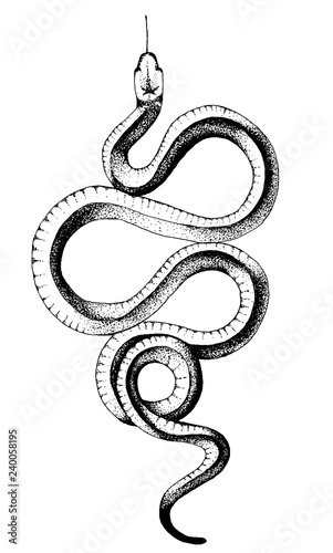 ink snake vector illustration