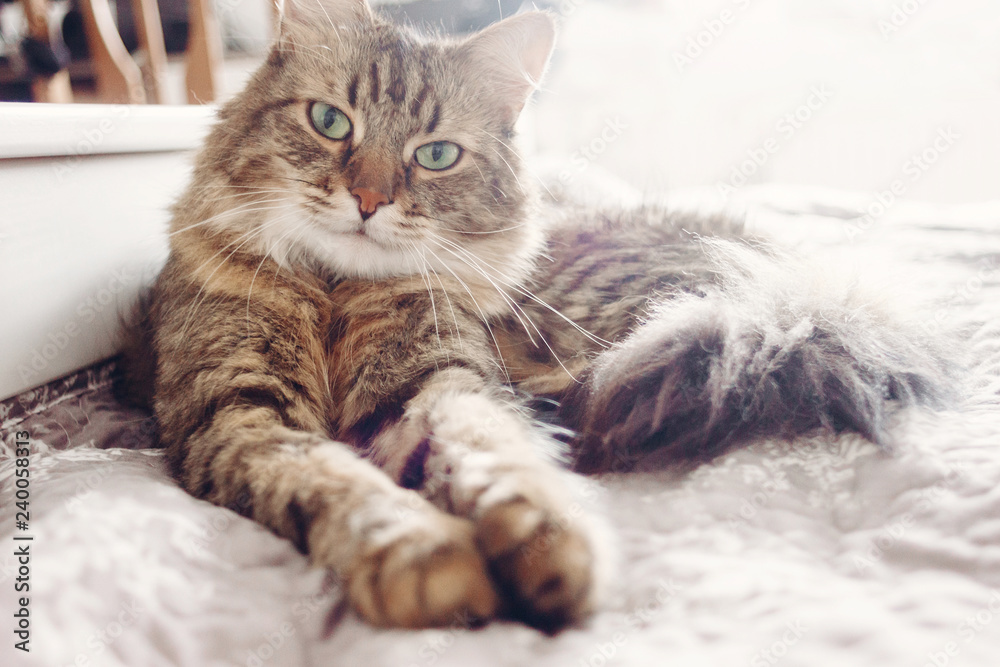 Beautiful tabby cat lying on bed and looking with green eyes. Fluffy Maine coon with funny emotions resting in white stylish room.