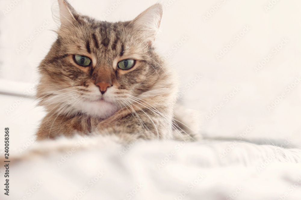 Beautiful tabby cat lying on bed and seriously looking with green eyes in soft morning light. Fluffy Maine coon with funny emotions resting in white stylish room. Cat portrait