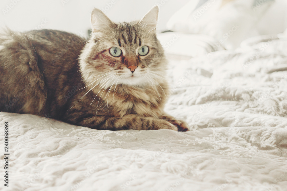 Beautiful tabby cat lying on bed and seriously looking with green eyes. Fluffy Maine coon with funny emotions resting in white stylish room. Cat portrait