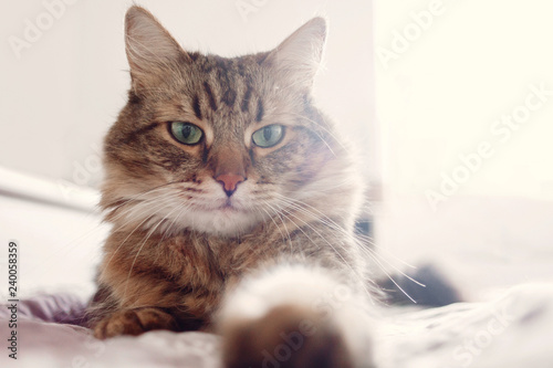 Beautiful tabby cat lying on bed and seriously looking with green eyes. Fluffy Maine coon with funny emotions resting in white stylish room. Cat portrait © sonyachny