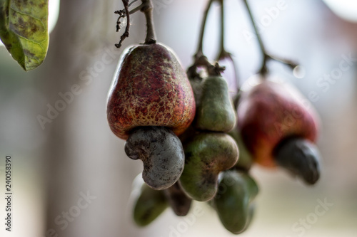 Fruit Nature