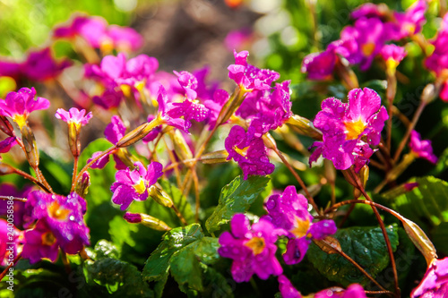 Primrose Primula with pink flowers. Inspirational natural floral spring or summer blooming garden or park under soft sunlight and blurred bokeh background. Colorful blooming ecology nature landscape