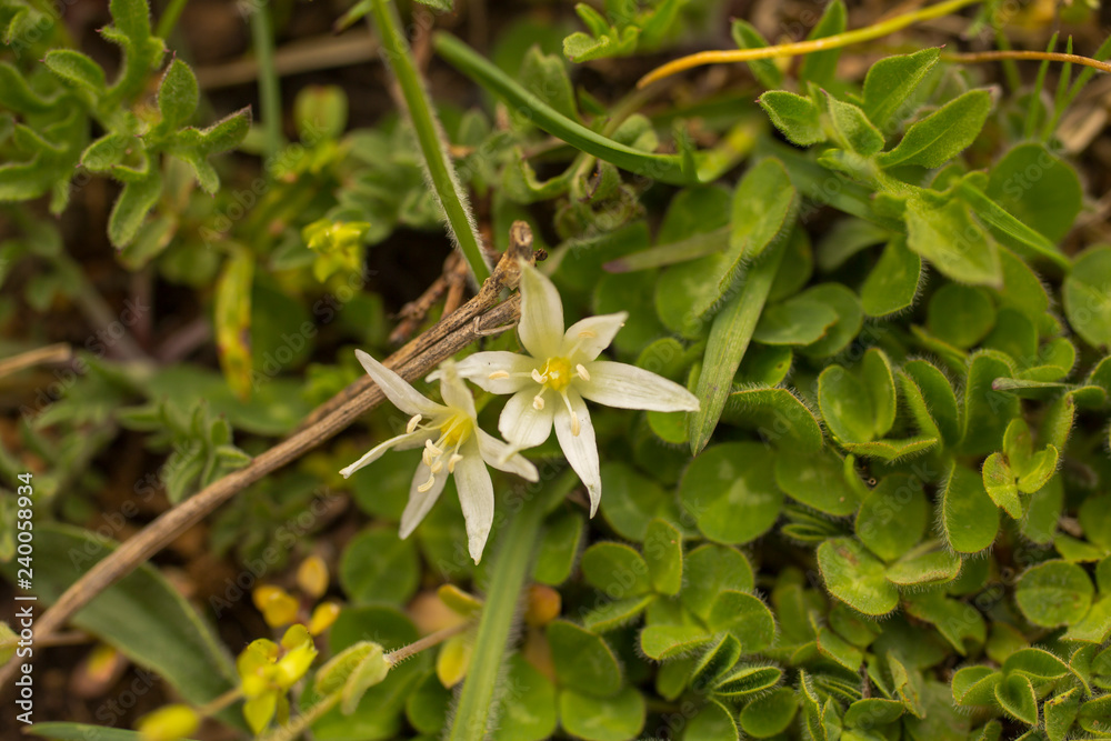 Blossom Ornithogalum. Spring white flower Star-of-Bethlehem. Oxythyrea funesta. Blossom Ornithogalum. Spring white flower Star-of-Bethlehem. Oxythyrea funesta.