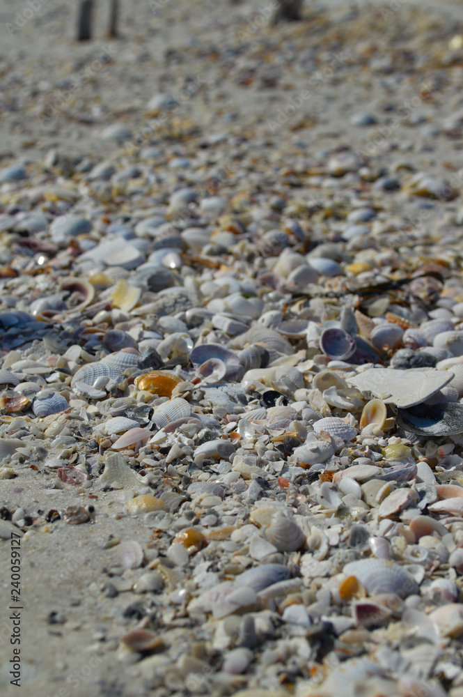 Shells Shells