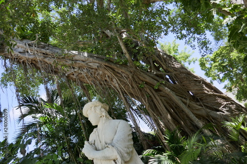 Jungle Garden